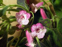 Kohleria 'An's Cheerleader' (plant) Kohleria 'An's Cheerleader' (plant)